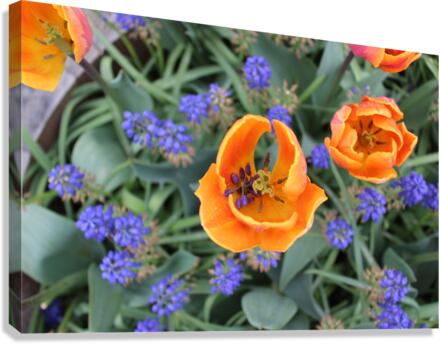 IMG 1185 Canvas Print