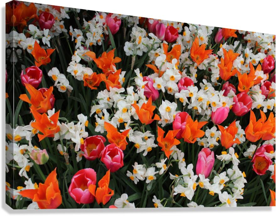 IMG 1184 Canvas Print