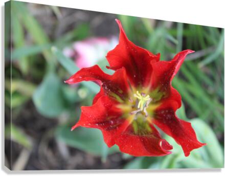 IMG 1182 Canvas Print