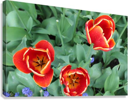 IMG 1180 Canvas Print