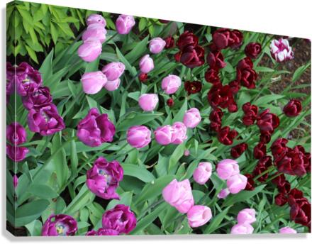 IMG 1198 Canvas Print