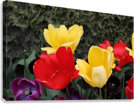 IMG 1167 Canvas Print