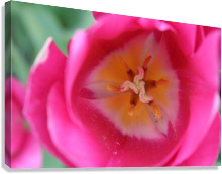IMG 1149 Canvas Print