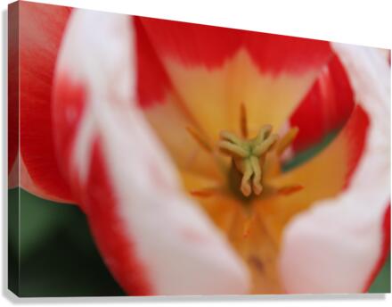 IMG 1172 Canvas Print