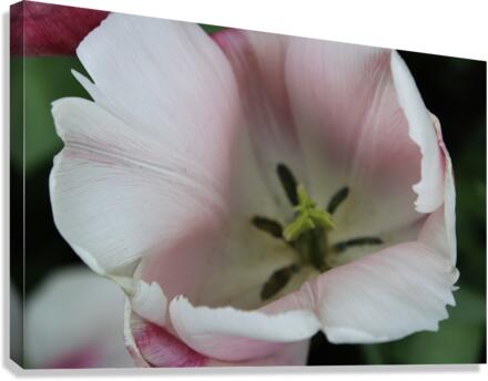 IMG 1157 Canvas Print