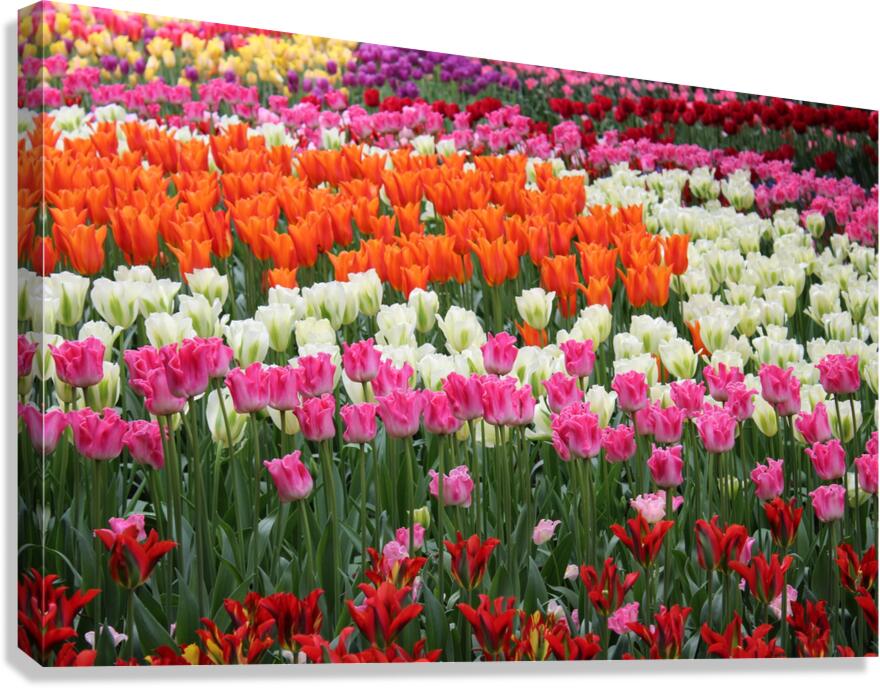 IMG 1241 Canvas Print