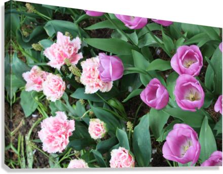 IMG 1266 Canvas Print