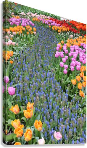 IMG 1280 Canvas Print