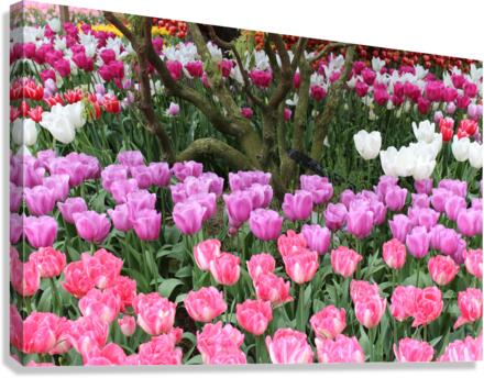 IMG 1257 Canvas Print