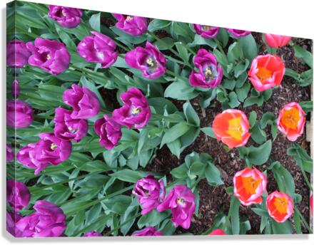 IMG 1207 Canvas Print