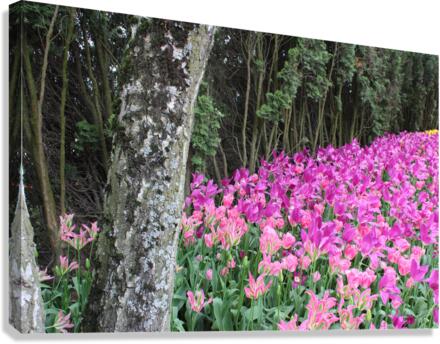 IMG 1235 Canvas Print