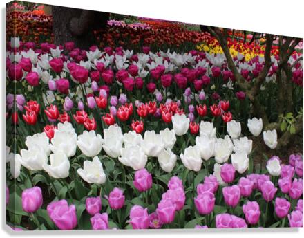 IMG 1258 Canvas Print