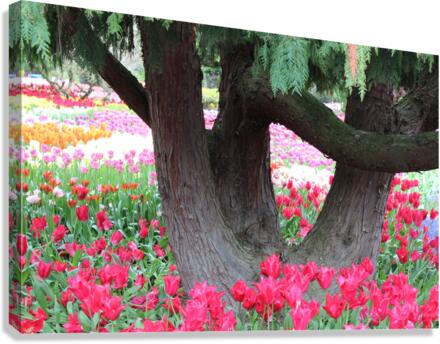 IMG 1229 Canvas Print