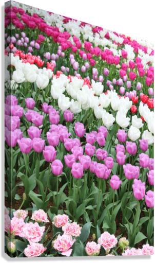 IMG 1268 Canvas Print