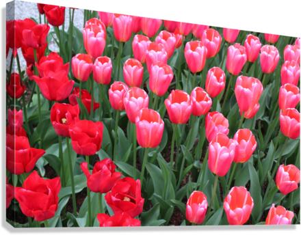 IMG 1208 Canvas Print