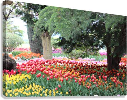 IMG 1260 Canvas Print