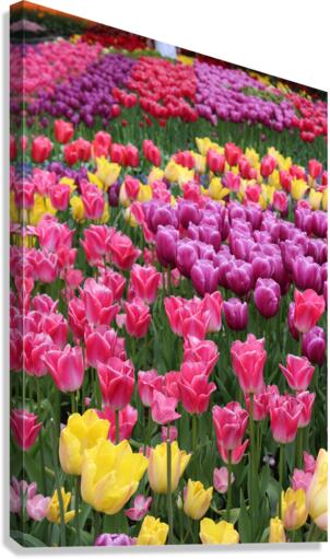 IMG 1220 Canvas Print