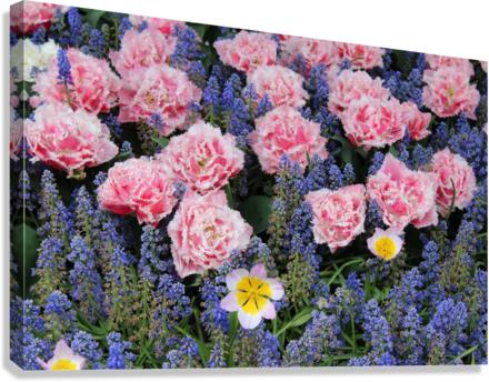IMG 1215 Canvas Print