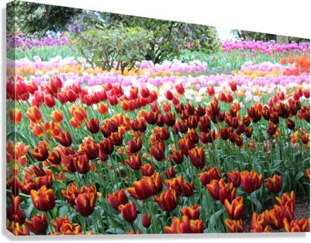 IMG 1273 Canvas Print