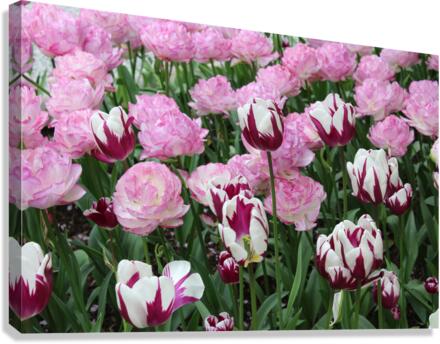 IMG 1287 Canvas Print