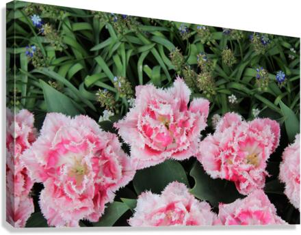 IMG 1300 Canvas Print