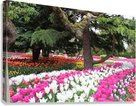 IMG 1263 Canvas Print