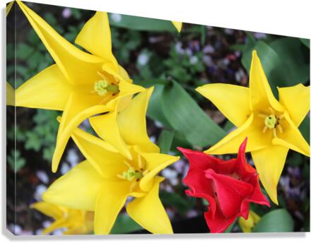 IMG 1276 Canvas Print
