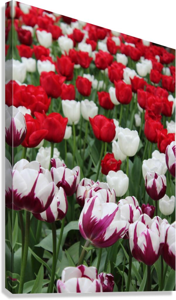 IMG 1339 Canvas Print