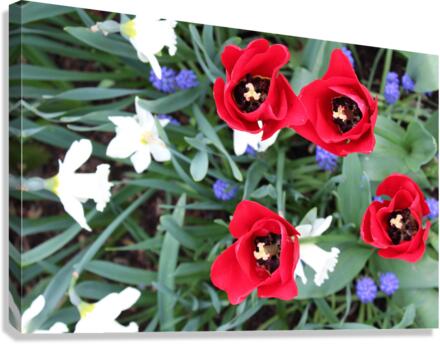 IMG 1341 Canvas Print