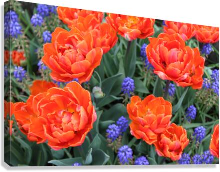 IMG 1432 Canvas Print