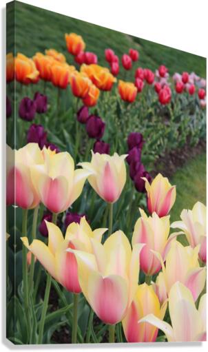 IMG 1437 Canvas Print