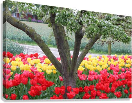 IMG 1474 Canvas Print