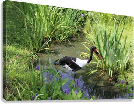 IMG 1783 Canvas Print