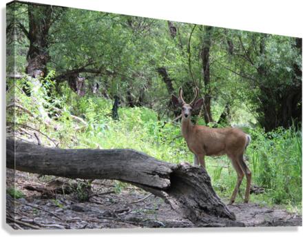 IMG 2091 Canvas Print