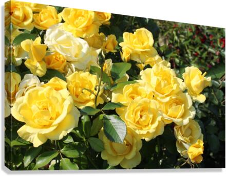 IMG 2496 Canvas Print