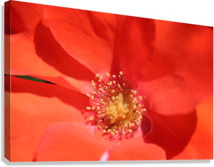 IMG 2460 Canvas Print