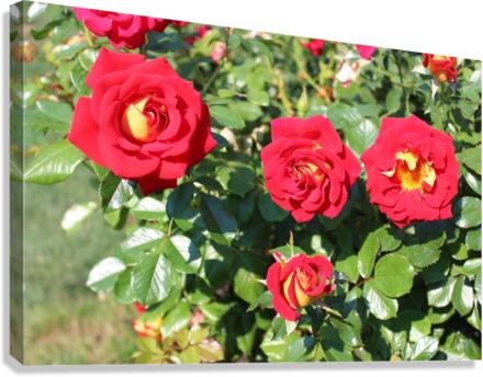 IMG 2463 Canvas Print