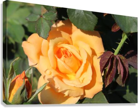 IMG 2497 Canvas Print