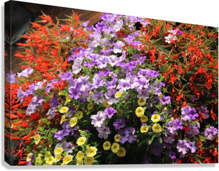 IMG 2557 Canvas Print