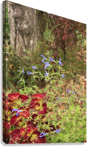IMG 2600 Canvas Print