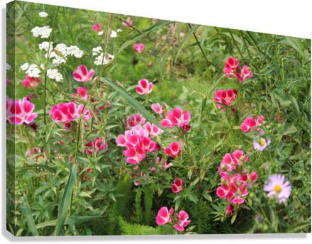 IMG 2669 Canvas Print