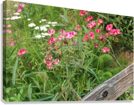 IMG 2665 Canvas Print