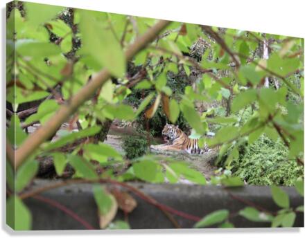 IMG 2705 Canvas Print