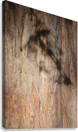 IMG 2897 Canvas Print