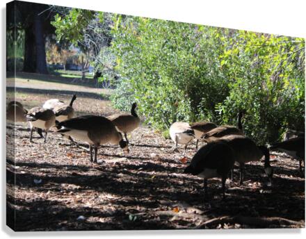 IMG 2949 Canvas Print