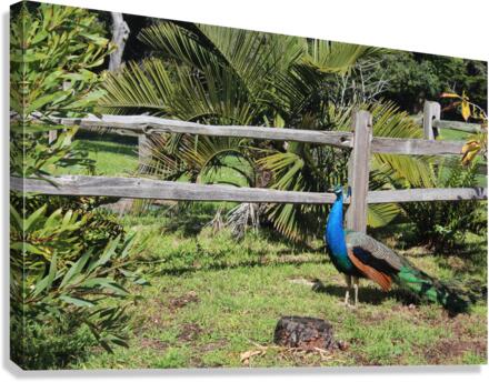 IMG 3676 Canvas Print