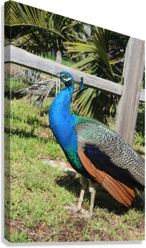 IMG 3679 Canvas Print