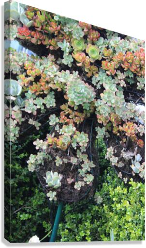 IMG 3643 Canvas Print