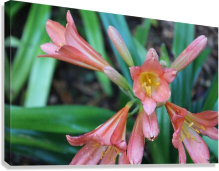 IMG 3699 Canvas Print
