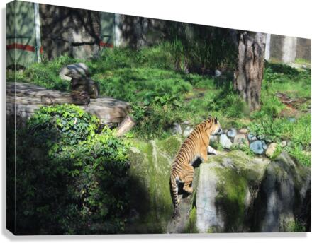IMG 3708 Canvas Print